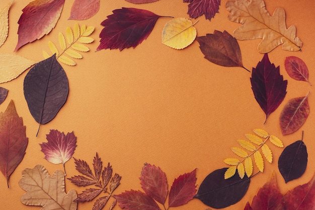 Frame of different dry leaves on an orange background flat flat top view copy space Autumn composition screensaver Creative layout of colorful autumn leaves Autumn season concept