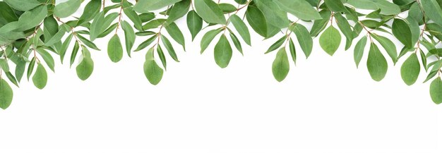 Frame of eucalyptus branches green leaves on a white background Concept for cards greeting cards