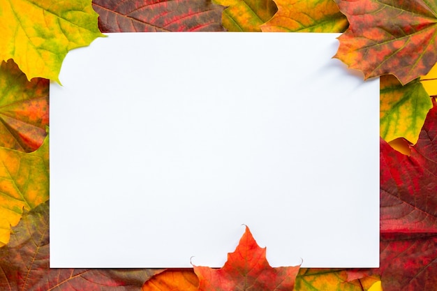 Frame from colorful maple leaves overlap autumn background flat lay blank white paper in center