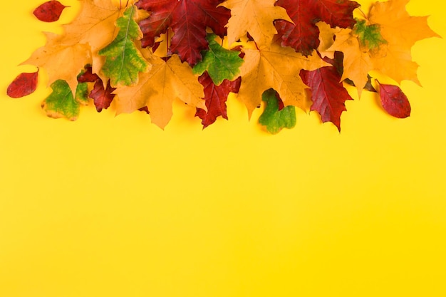 Frame from fallen autumn maple leaves on a bright yellow background Colorful fall foliage