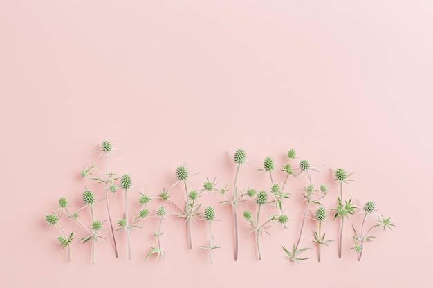 Frame from natural flowers minimal botanical style green prickly flowering plants on delicate pink