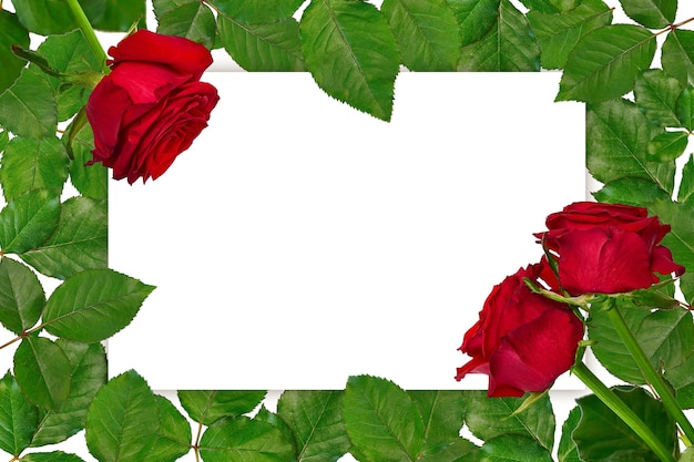 Frame from rose leaves and red roses with place for text, for postcard, copy space