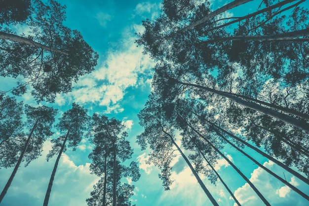 Frame from tall pine trees against a cloudy sky Pine forest in the evening Perspective view Bottom view