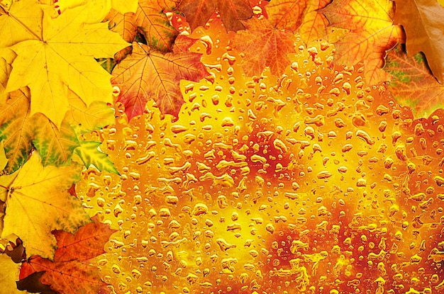 Frame from vivid colorful wet autumn leaves natural seasonal background with water drops