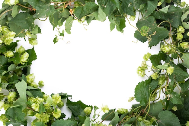 Frame of green hops on white backround Copy space isolated