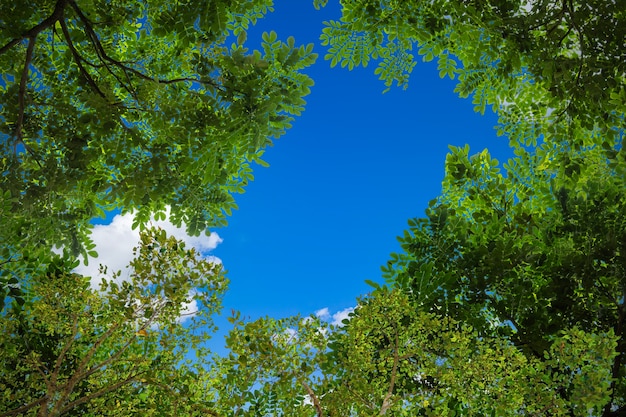 Frame of green tree branches against the blue sky natural background