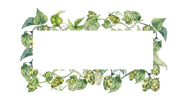 Frame of hop vine plant humulus watercolor illustration isolated on white background