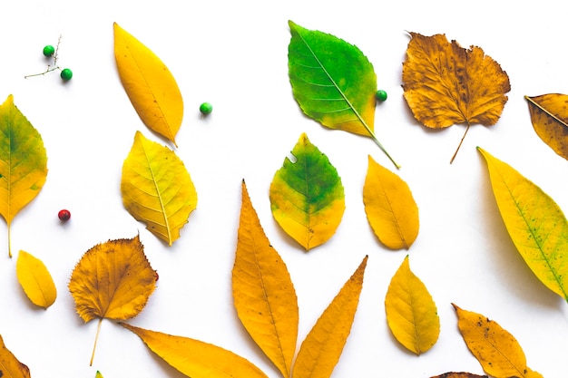 Frame made from autumn dried leaves on white background. 