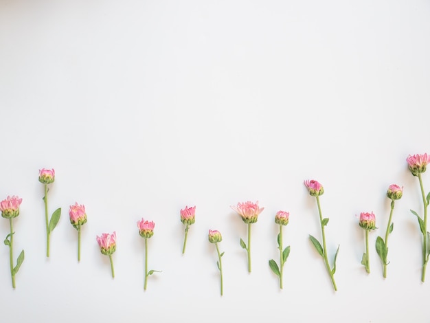 Frame made of pink flowers and green leaves on white background 