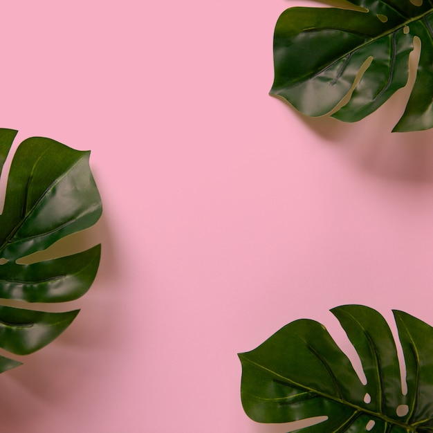 Frame of Monstera leaves on pink background with copy space