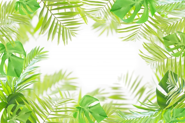 Frame of palm and monstera leaves isolated on white background