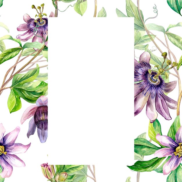 Frame of passion flower plant watercolor seamless pattern isolated on white