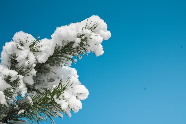 Frame of pine branches in snow on blue sky