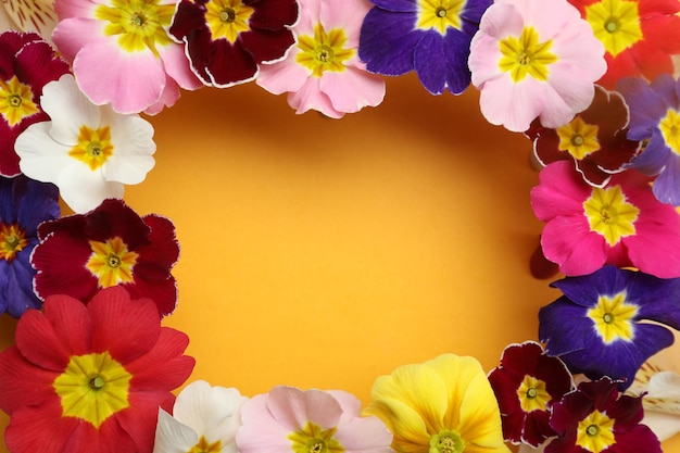 Frame of Primrose Primula Vulgaris flowers on yellow background flat lay with space for text Spring season