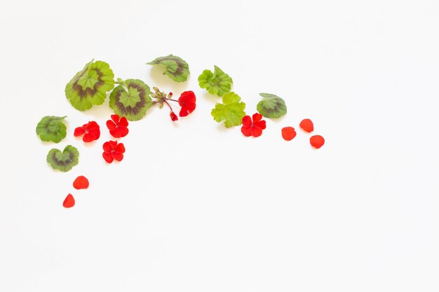 Frame of red geranium on white background