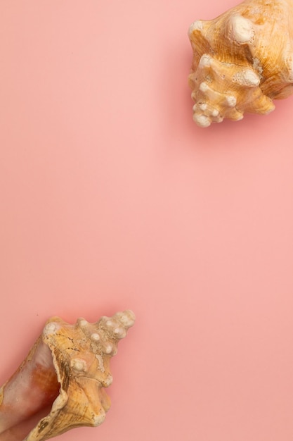 Frame of seashells on a pink background