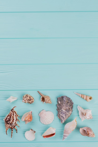 Frame of shells of various kinds on a blue background. Copy space in upper part.