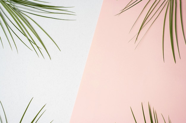 Frame of tropical palm leaves on pastel background