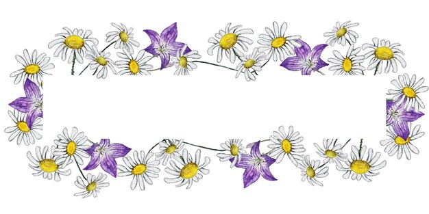 Frame of wildflowers Chamomile and bluebell flower Watercolor illustration