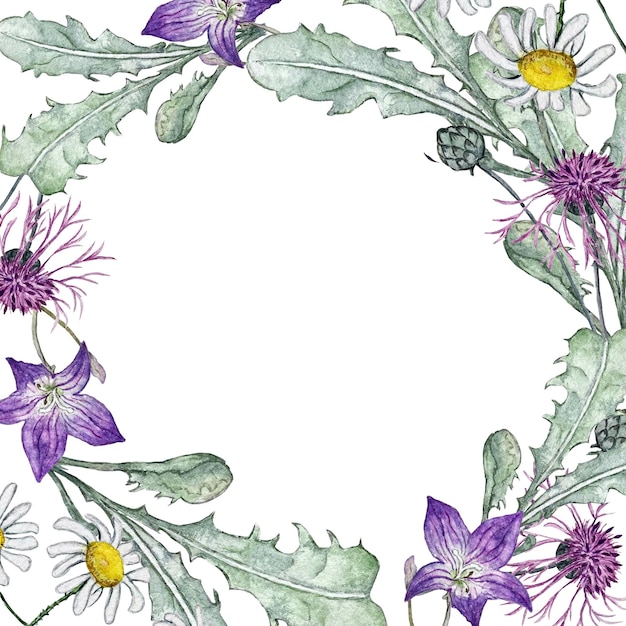 Frame of wildflowers Chamomile and bluebell flower Watercolor illustration