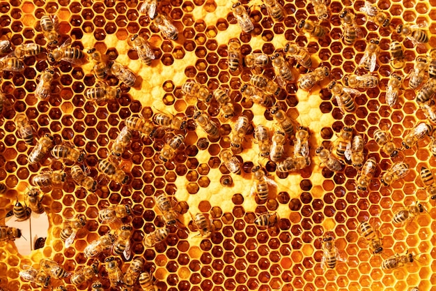 Frame with closed bee brood and honey