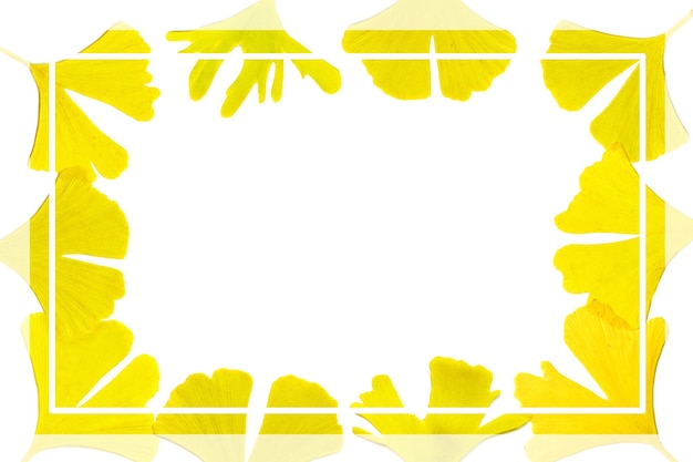 Frame with yellow gingko leaves