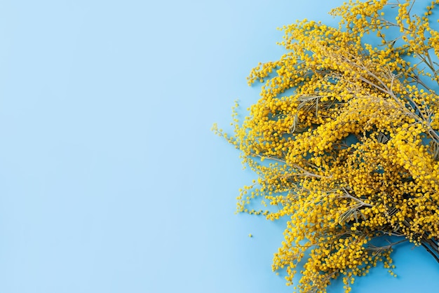 Frame of yellow mimosa flowers on blue solid bakground