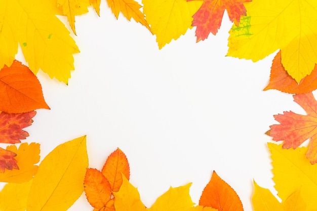 Frame of yellow and orange autumn leaves on a white background copy space in the center