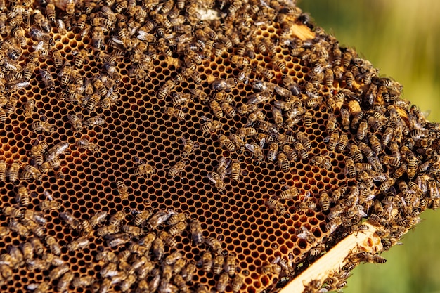 Frames of a bee hive.