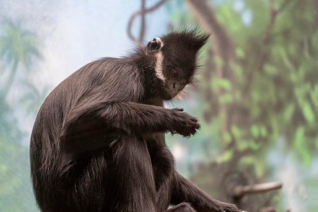 Francois langur ape monkey from china and vietnam