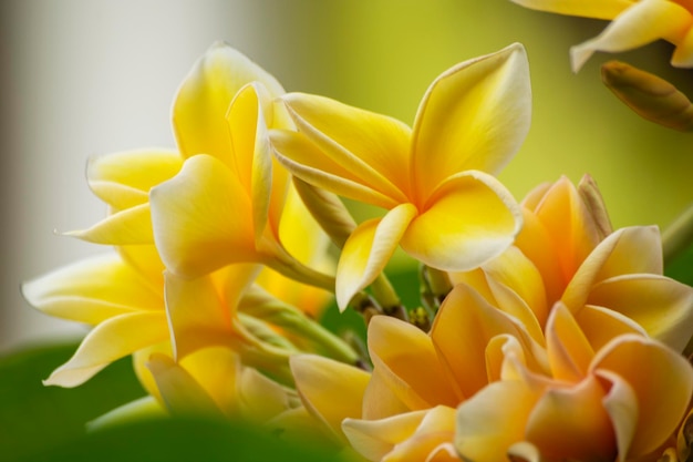 frangipani flower, bali, indonesia