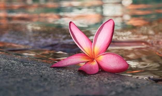 frangipani flower by the pool