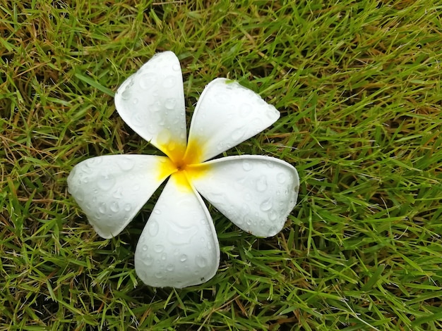 Frangipani flower fresh with dew on grass