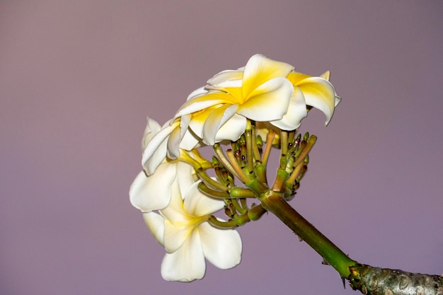 Frangipani flower isolated on pink sunset background