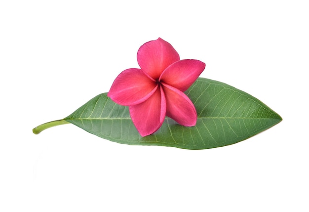 Frangipani flower isolated on white background