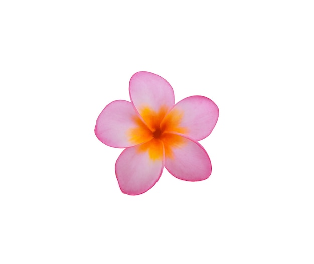 Frangipani flower isolated on white surface