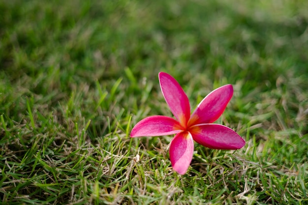 Frangipani flower on soft green grass background