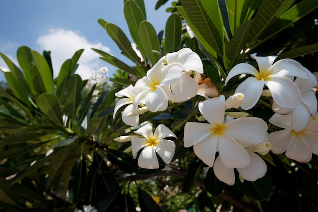 Frangipani flower white and yellow plumeria on a sunny day with blue sky background