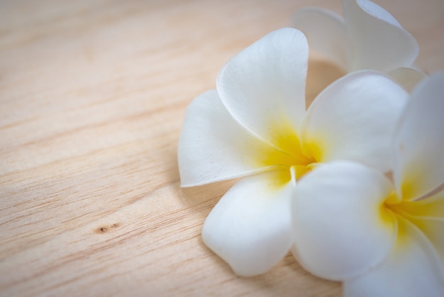 frangipani flower on a wooden background