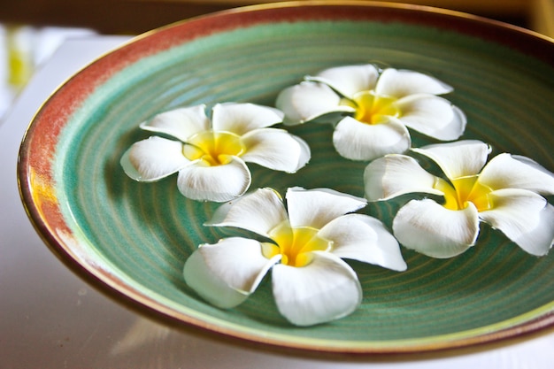 Frangipani flower