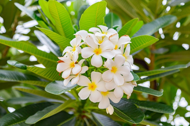 Frangipani flowers Close up beautiful Plumeria. 