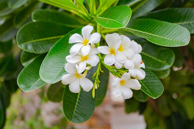 Frangipani flowers Close up beautiful Plumeria. 