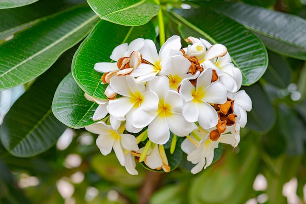 Frangipani flowers Close up beautiful Plumeria. 