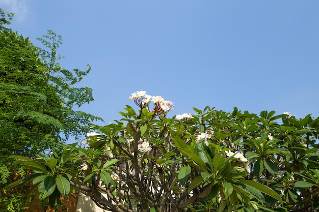 Frangipani flowers on the tree focus selective