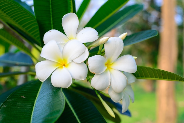 frangipani flowers