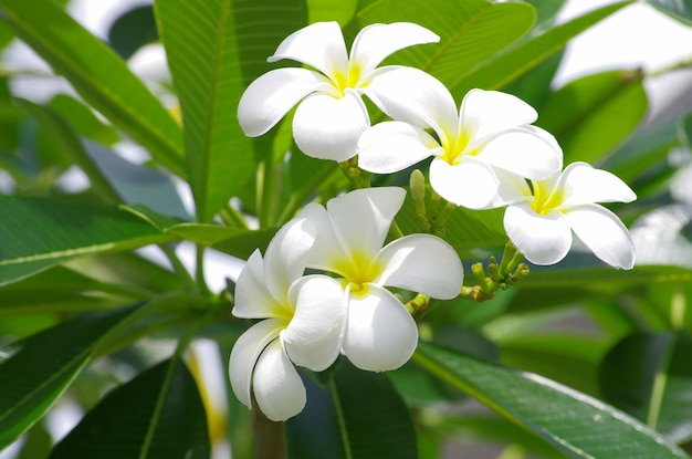 Frangipani flowers