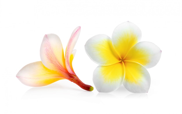 Frangipani isolated on White surface