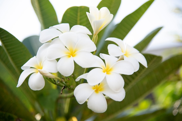 Frangipani plant in a garden