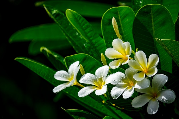 Frangipani or Plumeria flower and raning droplets on black background