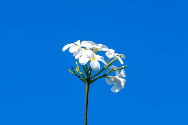 Frangipani Plumeria flowers on blue sky